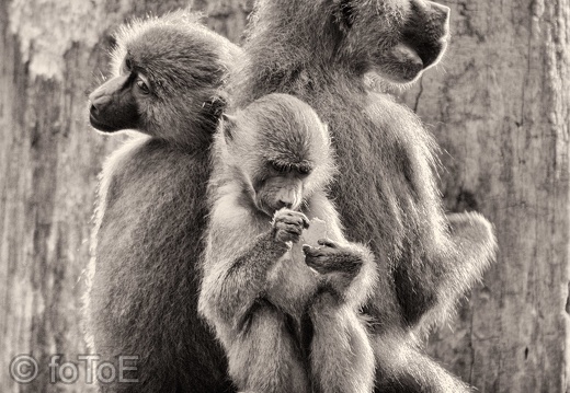 Affen-Family