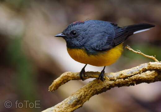 Monteverde